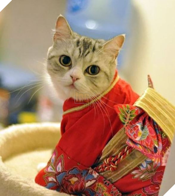 cats in kimonos 4
