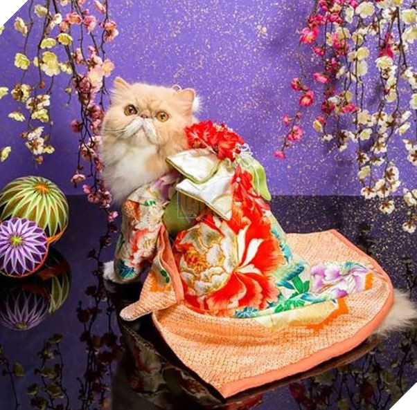 cats in kimonos 8