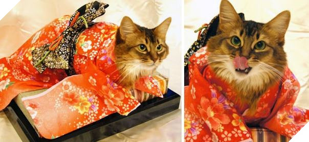 cats in kimonos 9