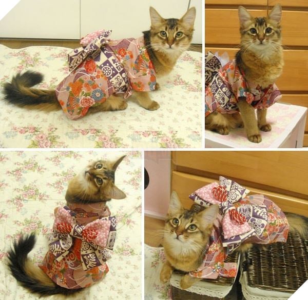 cats in kimonos 15