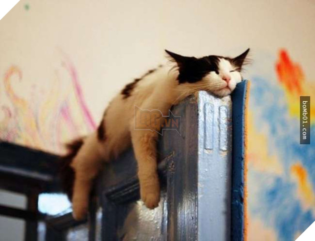 Cười nghiêng ngả với 19 nơi ẩn nấp của mèo không ai có thể ngờ tới 9