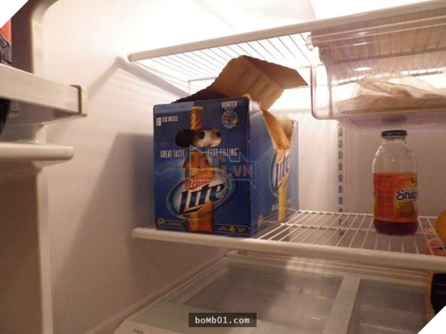 Cười nghiêng ngả với 19 nơi ẩn nấp của mèo không ai có thể ngờ tới