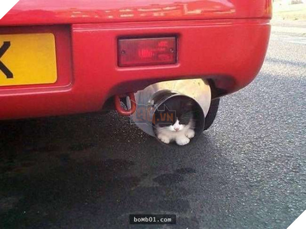 Cười nghiêng ngả với 19 nơi ẩn nấp của mèo không ai có thể ngờ tới 14