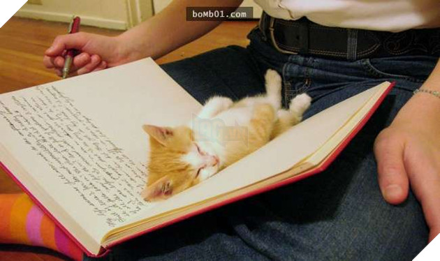 Cười nghiêng ngả với 19 nơi ẩn nấp của mèo không ai có thể ngờ tới 6