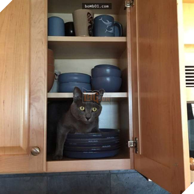 Cười nghiêng ngả với 19 nơi ẩn nấp của mèo không ai có thể ngờ tới 7
