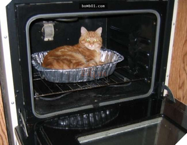 Cười nghiêng ngả với 19 nơi ẩn nấp của mèo không ai có thể ngờ tới 12