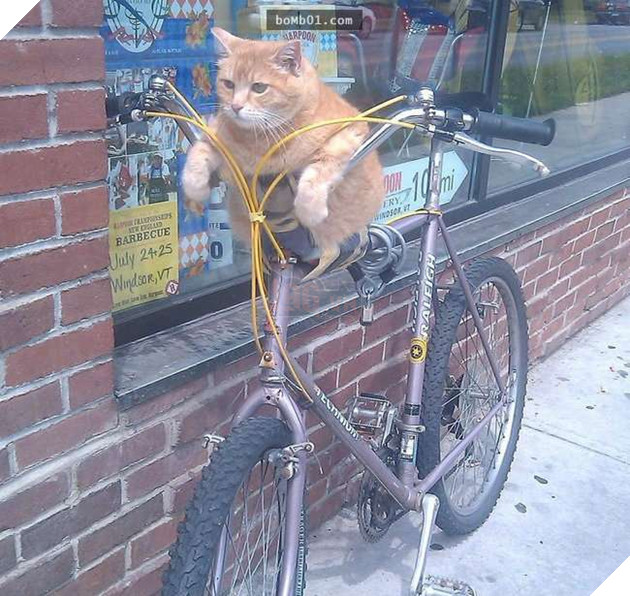 Cười nghiêng ngả với 19 nơi ẩn nấp của mèo không ai có thể ngờ tới 17