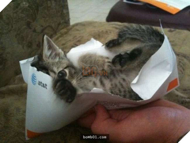 Cười nghiêng ngả với 19 nơi ẩn nấp của mèo không ai có thể ngờ tới 3