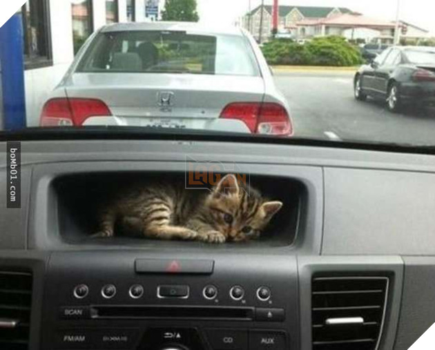 Cười nghiêng ngả với 19 nơi ẩn nấp của mèo không ai có thể ngờ tới 15