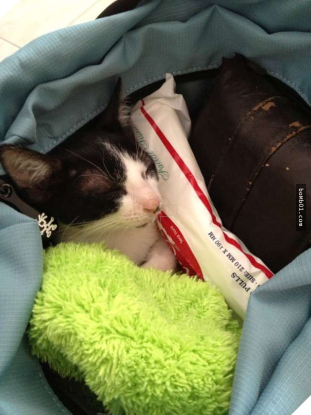 Cười nghiêng ngả với 19 nơi ẩn nấp của mèo không ai có thể ngờ tới 8