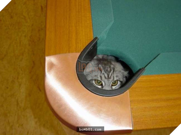 Cười nghiêng ngả với 19 nơi ẩn nấp của mèo không ai có thể ngờ tới 10