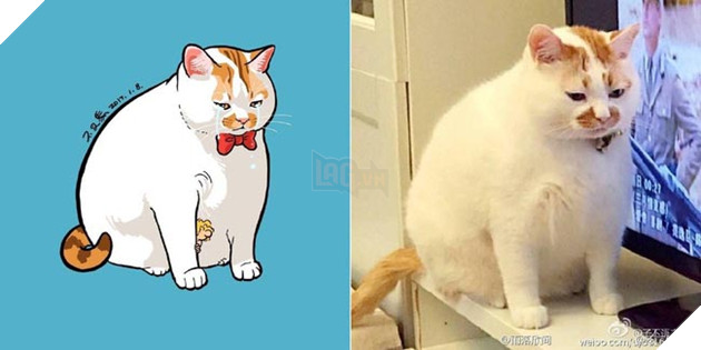 ảnh mèo siêu cấp dễ thương