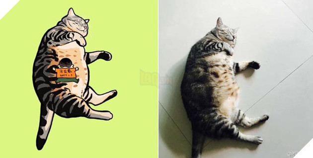 ảnh mèo siêu cấp dễ thương