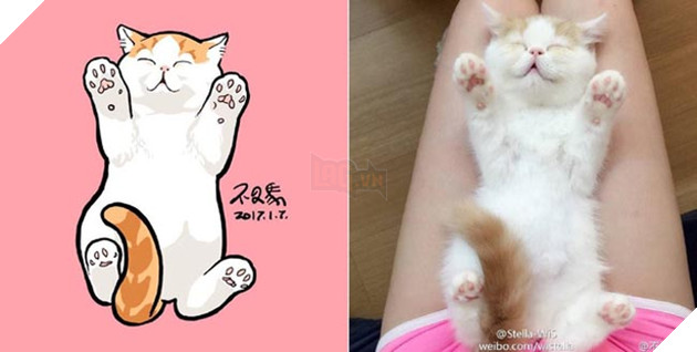 ảnh mèo siêu cấp dễ thương