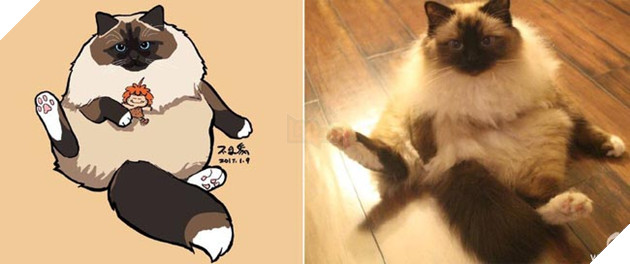 ảnh mèo siêu cấp dễ thương