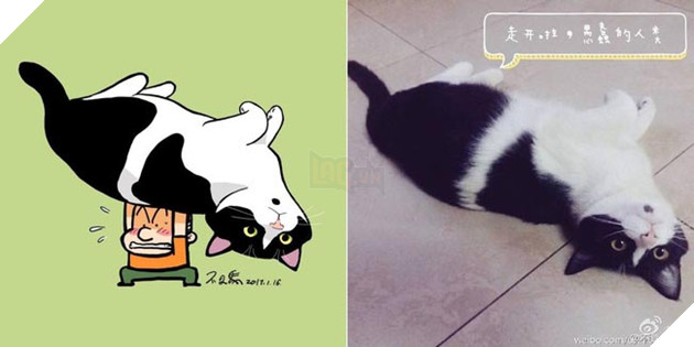 ảnh mèo siêu cấp dễ thương