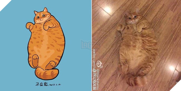 ảnh mèo siêu cấp dễ thương