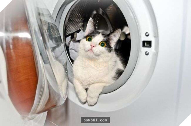 Cười nghiêng ngả với 19 nơi ẩn nấp của mèo không ai có thể ngờ tới 16