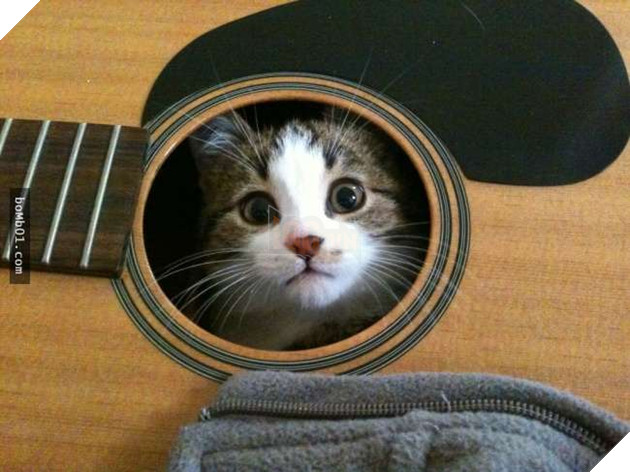 Cười nghiêng ngả với 19 nơi ẩn nấp của mèo không ai có thể ngờ tới 4