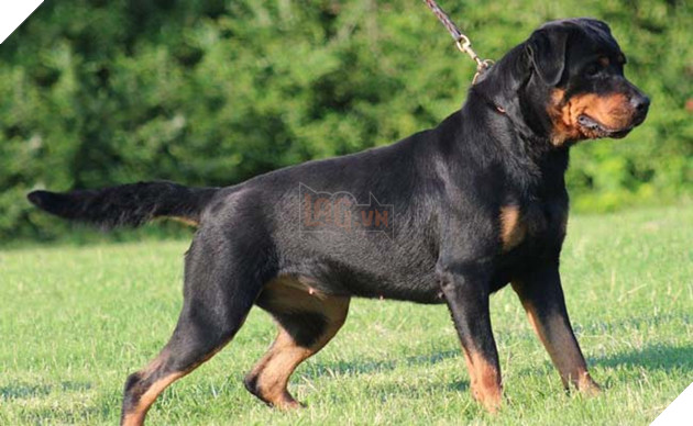 thông tin cơ bản về giống chó Rottweiler