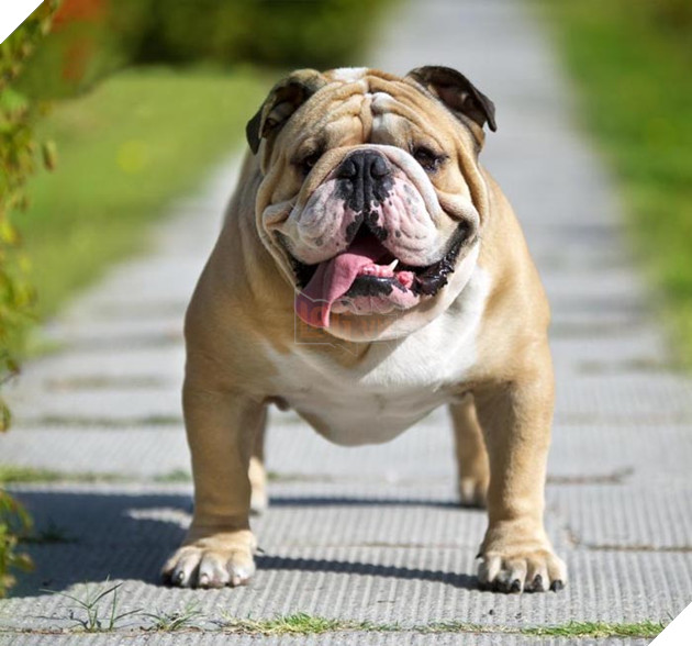 thông tin cơ bản về giống chó bulldog