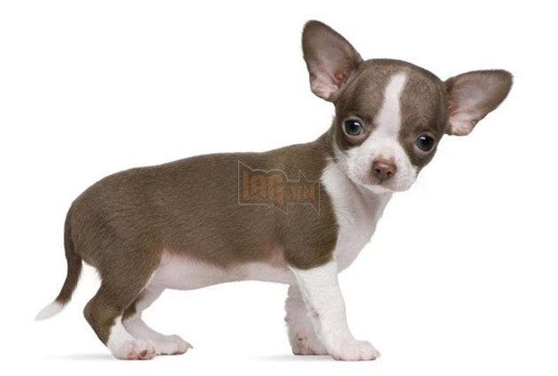 chó cảnh đẹp giá rẻ