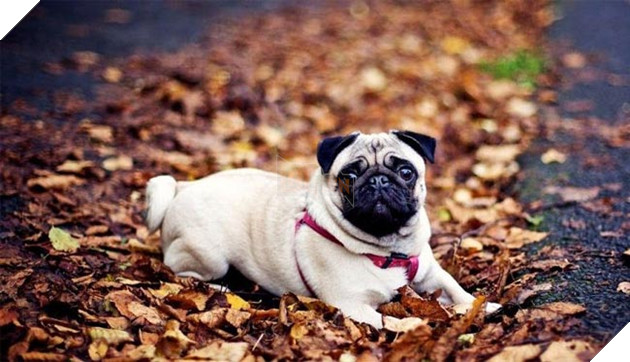 chó cảnh đẹp giá rẻ