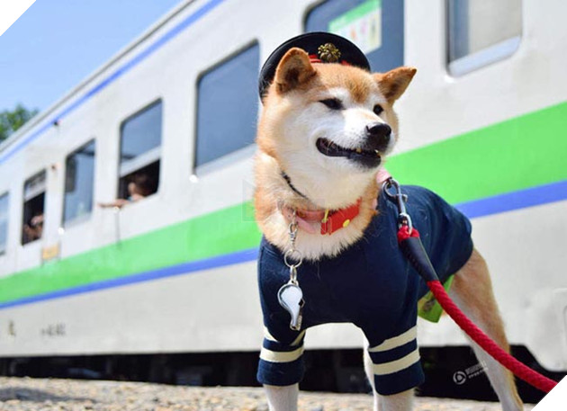 chó mèo làm trưởng ga tàu điện