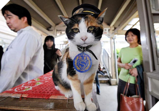 chó mèo làm trưởng ga tàu điện