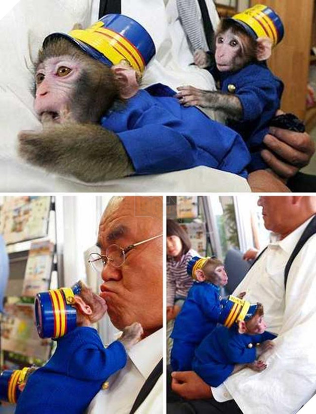 chó mèo làm trưởng ga tàu điện