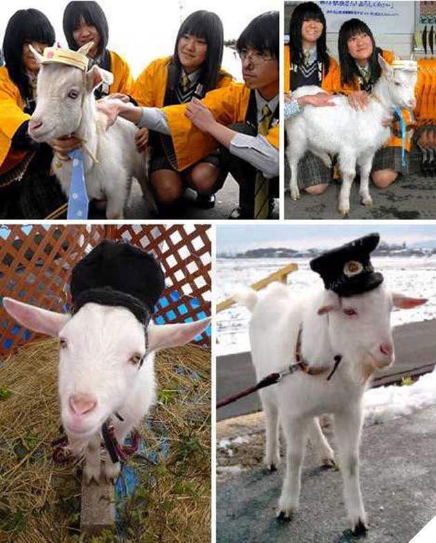 chó mèo làm trưởng ga tàu điện