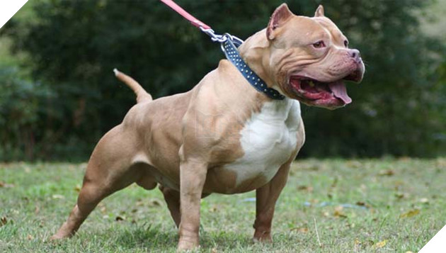 đặc điểm và tính cách giống chó pitbull