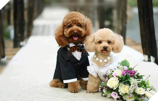 thông tin về chó poodle