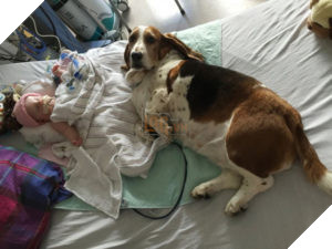 Cún cưng quyết không rời giường bệnh của cô chủ đang hấp hối