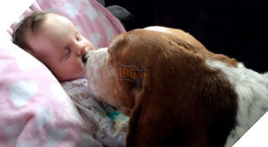 Cún cưng quyết không rời giường bệnh của cô chủ đang hấp hối 2