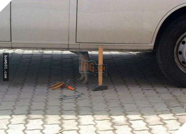 Cười nghiêng ngả với 19 nơi ẩn nấp của mèo không ai có thể ngờ tới 13