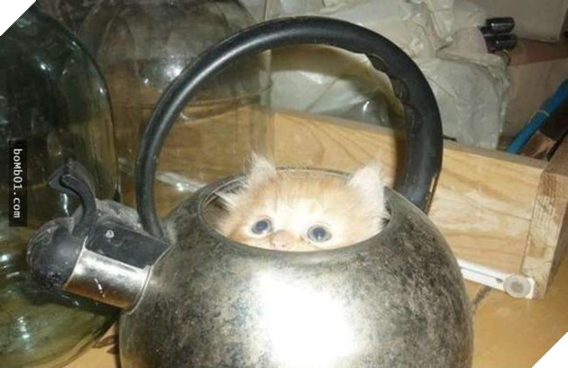 Cười nghiêng ngả với 19 nơi ẩn nấp của mèo không ai có thể ngờ tới 18