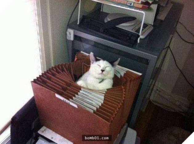 Cười nghiêng ngả với 19 nơi ẩn nấp của mèo không ai có thể ngờ tới 2