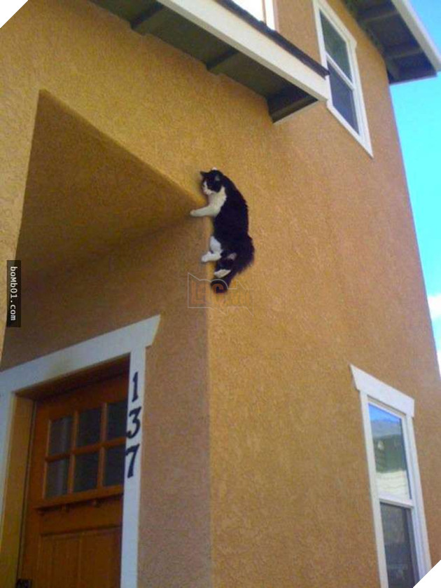 Cười nghiêng ngả với 19 nơi ẩn nấp của mèo không ai có thể ngờ tới 11