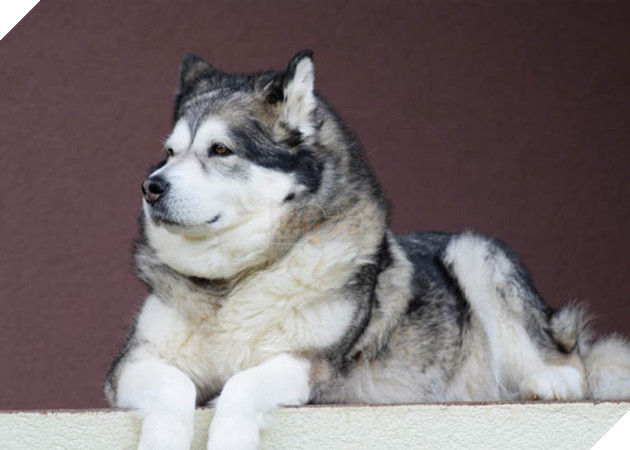 thông tin giống chó alaska malamute
