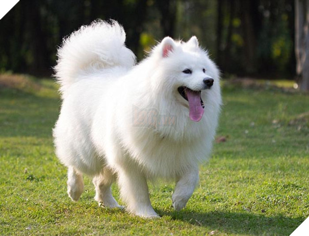 thông tin cơ bản về chó samoyed