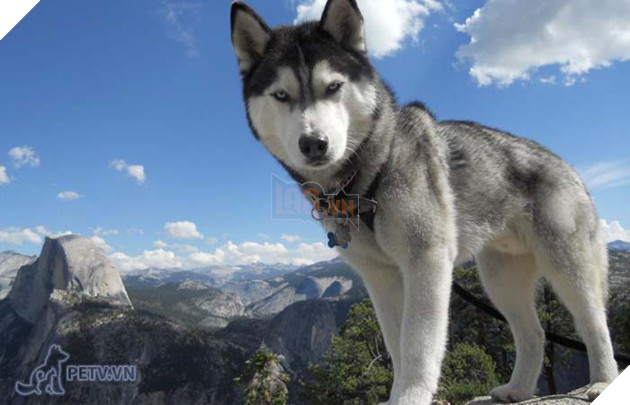phân biệt chó alaska và husky