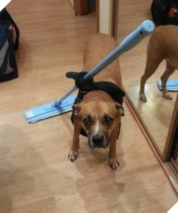 18 hình ảnh vừa nhìn qua đã thấy chán hết cả người với đội lười - Ảnh 11.