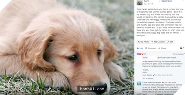 chú chó golden đáng yêu