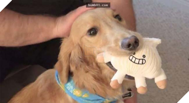 chú chó golden đáng yêu