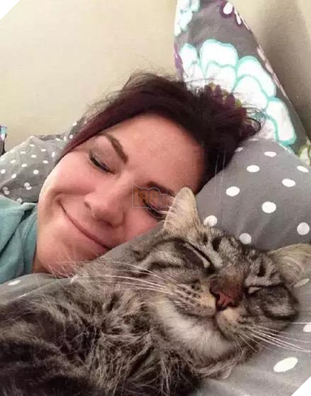 mèo cưng bắt chước chủ