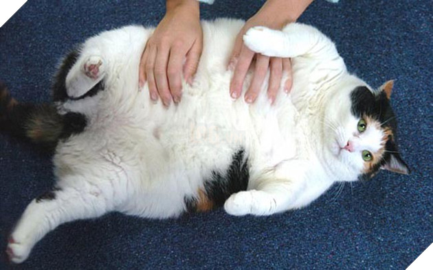 mèo bị mắc chứng béo phì nan y