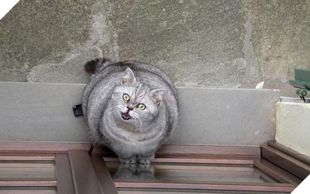 mèo bị mắc chứng béo phì nan y