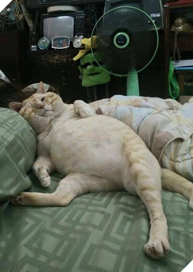 mèo bị mắc chứng béo phì nan y