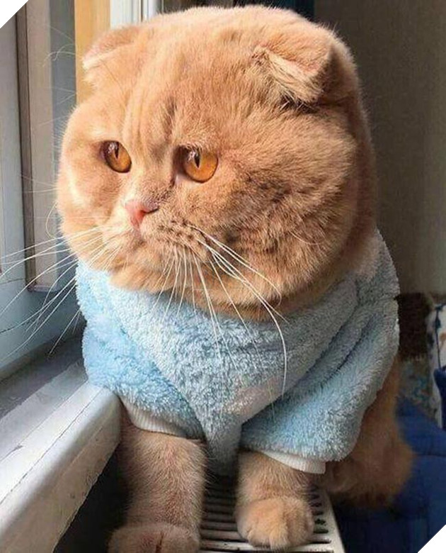 mèo bị mắc chứng béo phì nan y